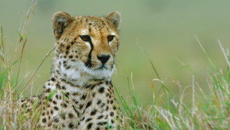 Wild Hunters: Deadly Killers of Africa Trailer