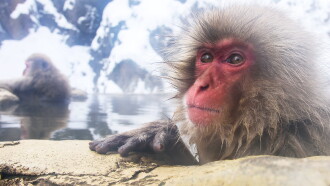 Wild Japan: Snow Monkeys Trailer
