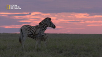 Wild Kalahari Trailer