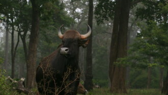 Wild Karnataka Trailer