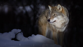 Wild Lapland Trailer