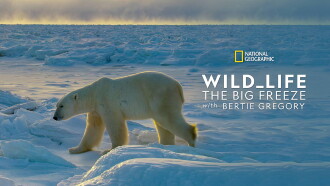 Wild Life: The Big Freeze Trailer