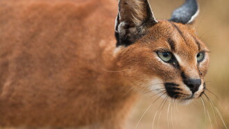 Wild Little Cats Trailer
