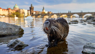 Wild Prague Trailer