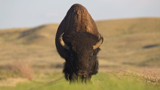 Wild Prairie Man Trailer