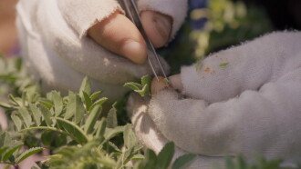 Wild Relatives Trailer