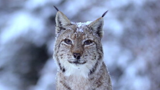 Wild Romania Trailer