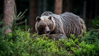 Wild Slovakia Trailer