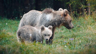 Wild Slovenia Trailer