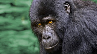 Wild Uganda Trailer