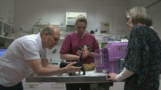 Wilde Miezen - Katzen allein unterwegs Trailer