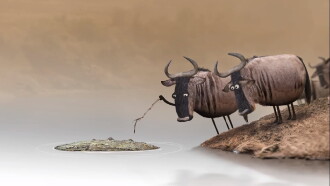 Wildebeest Trailer