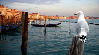 Wildes Venedig Trailer