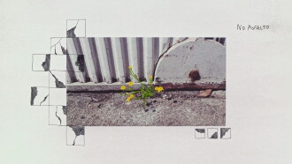 Wildflower Trailer