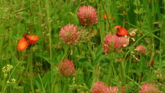 Wildflowers Trailer