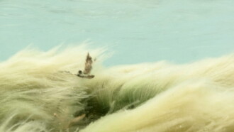 Wildness of Waves Trailer