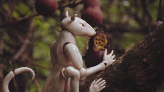 Winter In The Rainforest Trailer