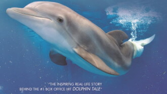 Winter, the Dolphin That Can Trailer