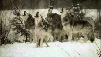 Wolf Trailer