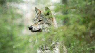 Wolf: Wanderer Without Borders Trailer