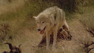 Wolves Trailer