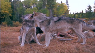 Wolves at Our Door Trailer