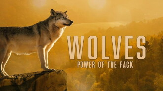 Wolves: Power of the Pack Trailer