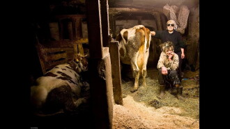 Women with Cows Trailer