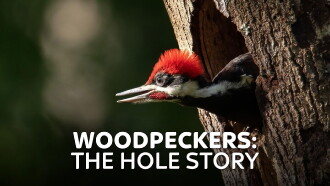 Woodpeckers: The Hole Story Trailer