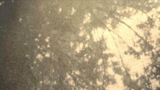 Wordless in Woods Trailer