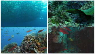 World Natural Heritage Colombia: Malpelo National Park Trailer