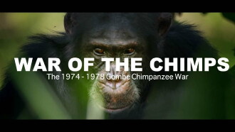 World War Chimp | The Brutal 1974 - 1978 Gombe Chimpanzee War: Documentary Trailer