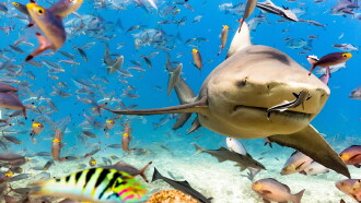 World's Biggest Bull Shark? Trailer