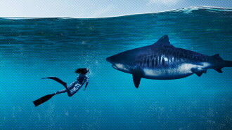 World's Biggest Tiger Shark Trailer