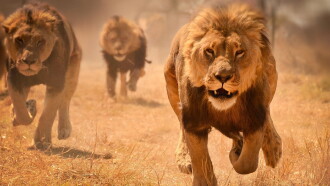 World's Deadliest: Lions Trailer