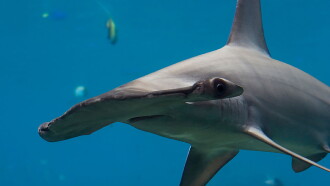 World's Deadliest Sharks Trailer