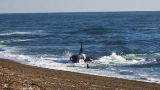World's Deadliest Whale Trailer