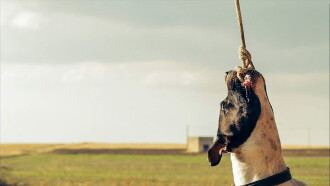 Xolo Trailer