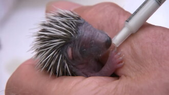 Year of the Hedgehog Trailer