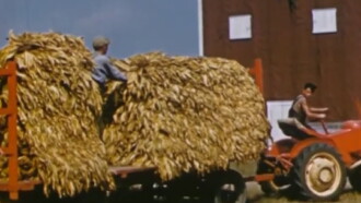 Yellow Tobacco from Quebec Trailer