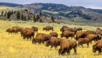 Yellowstone in Four Seasons Trailer