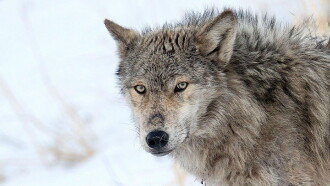 Yellowstone: The Mystery of the Wolves Trailer