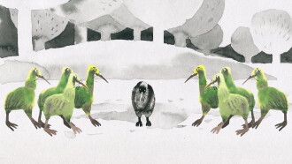 You Are Not a Kiwi Trailer
