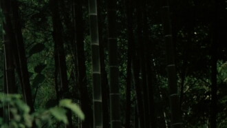 Young Pines Trailer