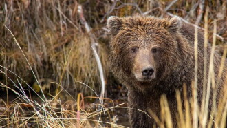 Yukon's Wild Grizzlies Trailer