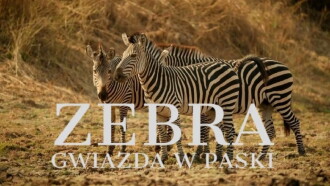 Zebras of the Serengeti Trailer