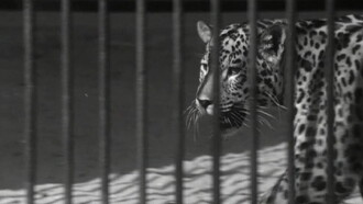 Zoo Trailer