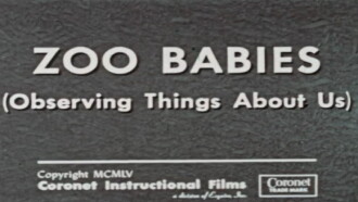 Zoo Babies (Observing Things About Us) Trailer