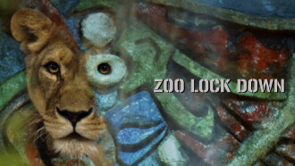Zoo Lock Down Trailer