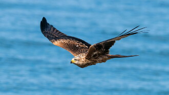 Zugvögel - Ein Jahr vergeht im Flug Trailer